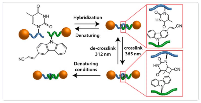 Reversible ligation of DNA-gold nanoparticle assemblies